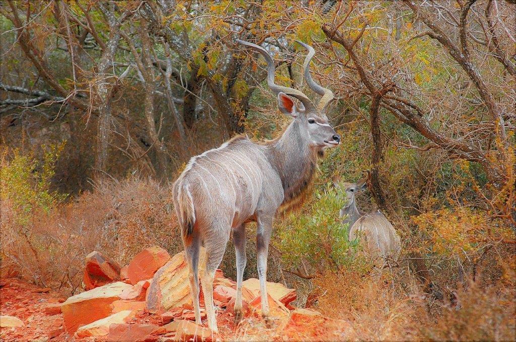 Mabalingwe Uzuri Lodge Bela-Bela Eksteriør billede
